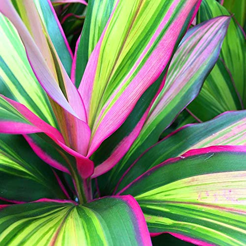 GardenersDream Cordyline Kiwi Plant in Pot - Healthy Air Purifying Indoor Plant - Low Maintenance Colourful Evergreen Plants - Live Indoor Plant for House or Office (30-40cm incl. 12cm Pot)