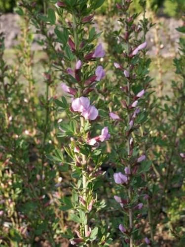 Cytisus purpureus - Purpur Ginster - 40-60