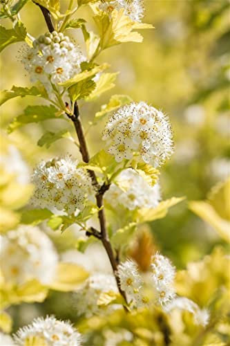 Physocarpus opulifolius 'Dart's Gold' 15–20 cm – Winterhart, Mehrjährig, Pflegeleicht – Blasenspiere – Heckenpflanze für Garten & Sichtschutz