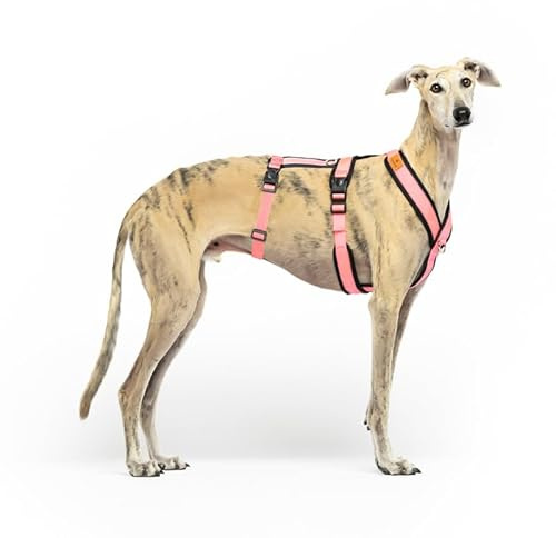 Imbracatura anti-trazione a 3 punti anti-fuga – ideale per lebreles: levriero italiano, whippet, levriero, podenco – sicura, traspirante e durevole per camminare, allenamento e corsa, rosa, L