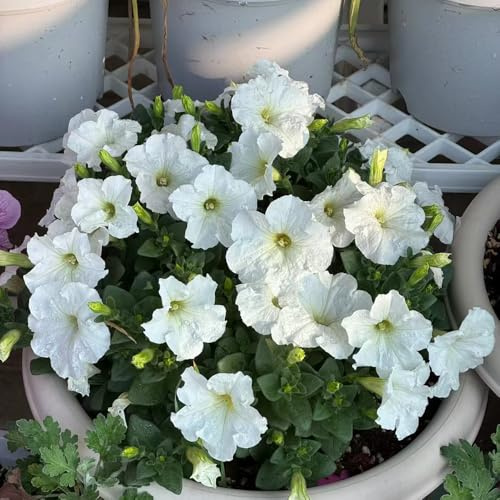 semi di petunia - balcone resistenti giardino per esterni primaverili rialzata selvatici biologici 550pcs