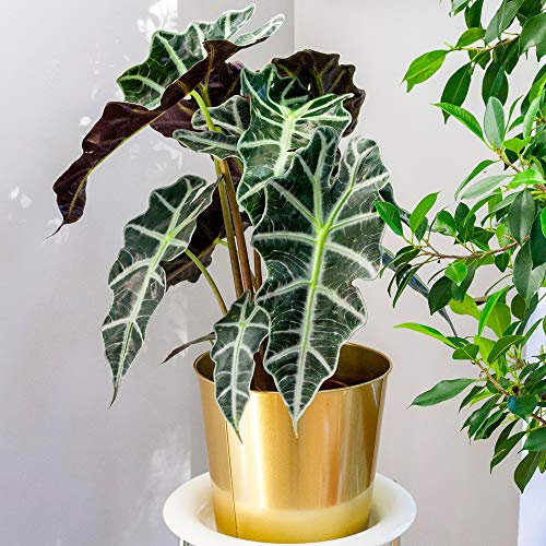 1 x Alocasia Polly African Mask Plant Elephants Ear | Premium Houseplant | 30-40cm with Pot
