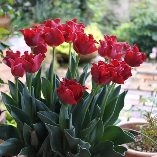 tulpenzwiebeln kaufen, blumenzwiebeln tulpen - gartenpflanzen winterhart mehrjährig tulpenzwiebel wildtulpen zwiebeln, geschenke für gartenfreunde, dekoblumen frühlingsblüher zwiebeln, 2pcs