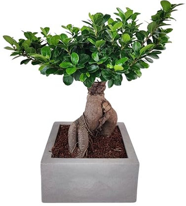 I GIARDINI DI GIULIA - Bonsai Ficus Ginseng in Vaso Minos 25x25 cm | Pianta Decorativa da Interno, Facile da Curare | Altezza 50 cm, Ideale per Casa e Ufficio (Tortora)