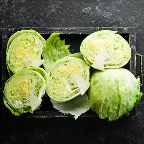 Semillas de lechuga iceberg orgánicas, semillas de invierno comprar de invierno resistentes para el jardín 500pcs