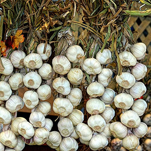 4 pcs Pflanzknoblauch Winterhart - Steckknoblauch - Gartenpflanzen Winterhart Mehrjährig Knoblauch Garlic Zwiebeln - Gemüse Pflanzen, Blumenzwiebeln Mehrjährig Winterhart Balkonpflanzen,