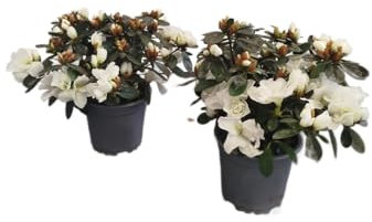Azalea Blanca |Pack 2 Unidades |DECOALIVE | Azaleas con Flores Blancas