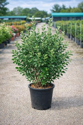 Feijoa Sellowiana en Maceta 10L Altura 80 cm – Guayabo del Brasil – Árbol Frutal Exótico Resistente – Planta Viva para Jardín y Exterior