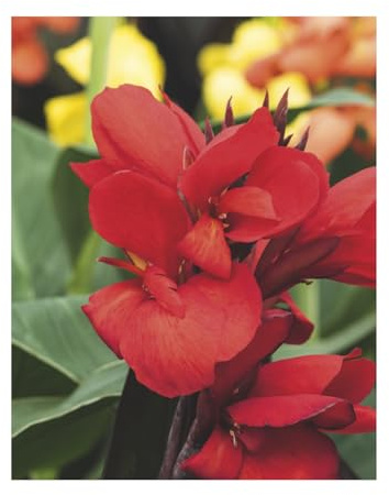 AGRONOM | CANNAS INDIAS - DARK RED DAZZLER | Bulbos de flores perennes | Flores rojas | Cultivadas en jardines de flores, macetas y céspedes floridos | 1 bulbo
