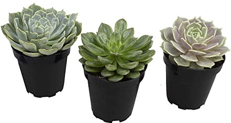 Mini Plantas Suculentas DECOALIVE Tipo Echeveria Set de 3 Unidades de Diferentes Especies