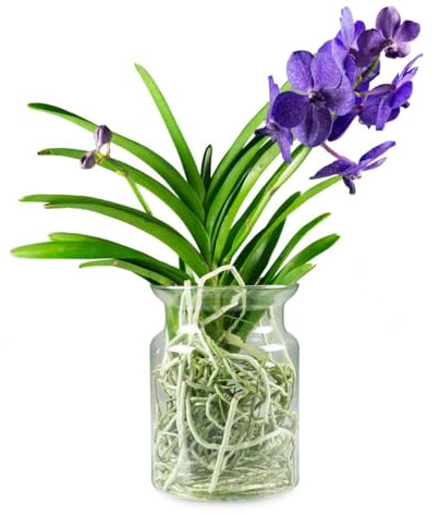 Orchidea Vanda in vaso di vetro 45 cm Viola Vanda