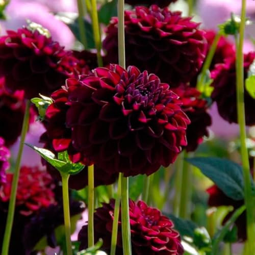 Dahlie Gipsy Night | 1 Stück | Knolle | Schnittblume | Rot | Schwarz | 100% Blütegarantie | QFB Gardening