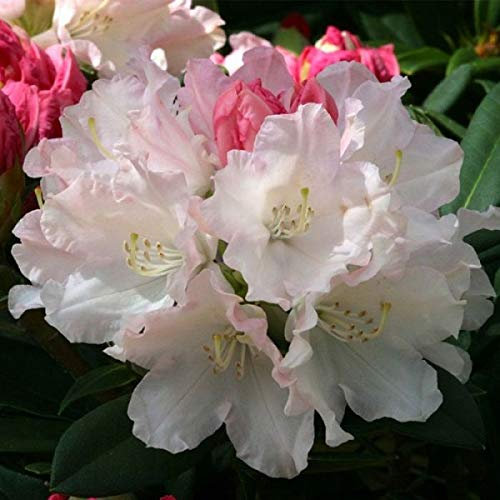 Rhododendron 'Dreamland' 30-40 cm en conteneur