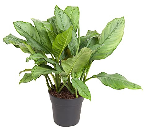 Aglaonema B.J. Freedman/höjd 90–100 cm/bredd ca 80 cm – kolvtråd – grön växt – inomhusväxt