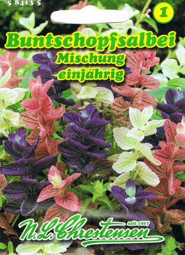 Buntschopfsalbei Mischung Salvia viridis Salbei