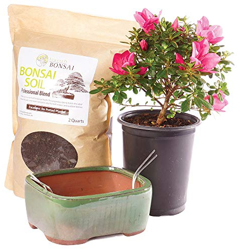 Brussel's Bonsai - Live Satsuki Azalea Bonsai Tree Kit, Outdoor Flowering Bonsai Tree Live Plant with Ceramic Pot and Soil, Easy Care Bonsai Starter Kit for Patio Garden (Medium)