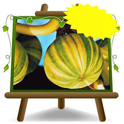 EURO PLANTS VIVAI Fico Panascè - Pianta da Frutto Antico su Vaso da 26 cm. - *Altezza: 180~200 cm. - Età 4 Anni