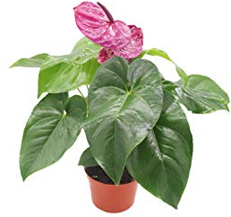 Purple Anthurium - 6 from California Tropicals