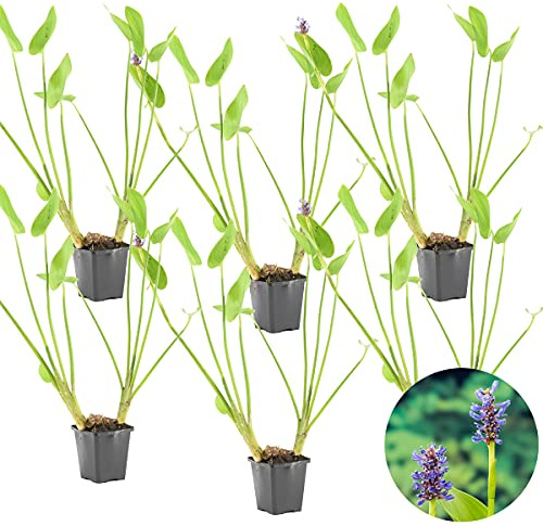 Bloomique - Set de 6 - Pontederia cordata - Jacinto de pantano - Espadaña de agua - Plantas de estanque - Acuáticas - Resistente al frío - Altura 10-20 cm - Maceta 9 cm