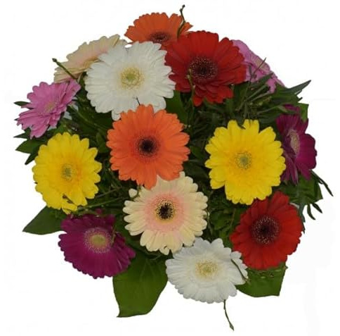 Ramo de Gerbera Natural con 20 Flores de Colores Vibrantes