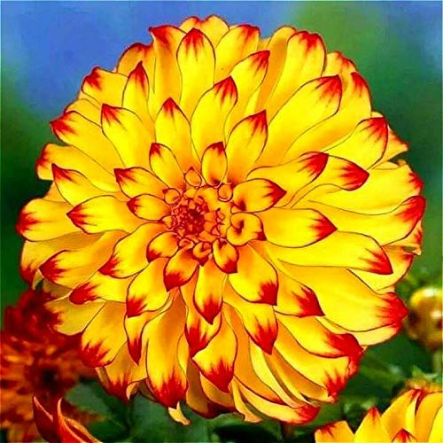 Nouvelles graines de fleurs de dahlia pour un beau jardinage jaune rouge paquet de 100 graines