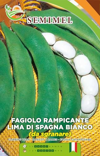 Fagiolo Spagna o Corona Pianta Rampicante Alta fino a 3 m Baccelli Piatti Verdi Seme Grosso e Bianco 1 Confezione