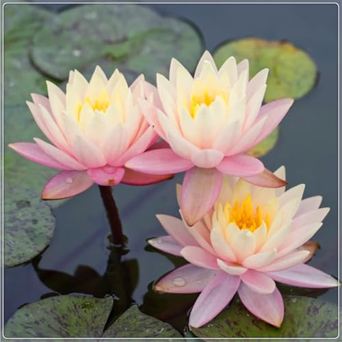 Nenúfares fáciles de cultivar-nenúfares flotantes para estanques, adecuados para la decoración de jardines, acuarios y peceras-30bulbos-B