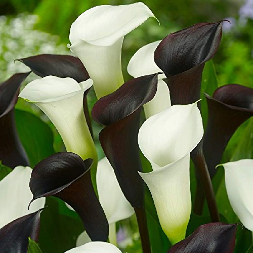 Calla-Zwiebeln/Geeignet zum Anpflanzen im Innen- und Außenbereich des Gartens/Calla-Pflanzen/Schöne Schnittblume/Fleißige, mehrjährige Pflanze.-6 zwiebeln-C