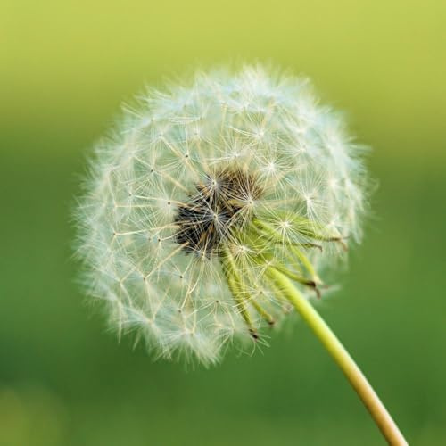 Semi Tarassaco Dente di Leone Taraxacum Officinale – Pianta Officinale e Commestibile – 150 Semi Non OGM – Coltivazione Facile per Orto, Vaso e Giardino – Erba Naturale Ricca di Benefici