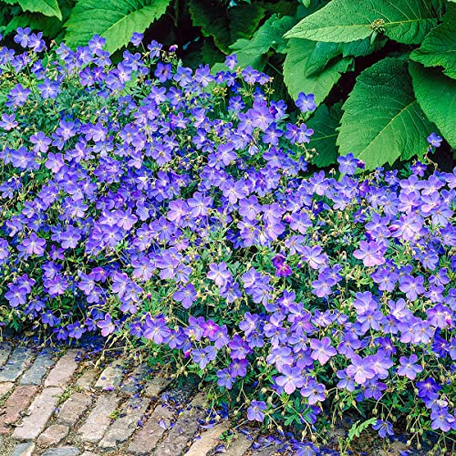 Blue Fusion Everblooming Hardy Geranium Dormant Bare Root Perennial Plants, 3-Pack