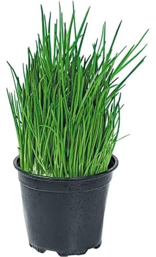 Ajo Morisco Natural Descubre el Encanto de esta Planta Comestible