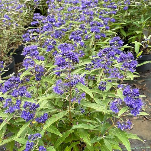 Bartblume 'First Blue' - Caryopteris clandonensis, insektenfreundlich, angenehm duftend (30-40 cm)