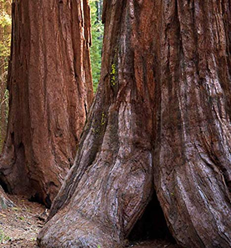 L'alta Mondo 20 Sequoia Sempervirens Semini Sementi Albero +:Graines