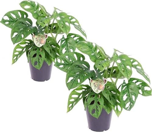 Monstera Obliqua | Pack 2 Plantas | DECOALIVE | Plantas de Interior Naturales