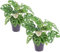 Monstera Obliqua | Pack 2 Plantas | DECOALIVE | Plantas de Interior Naturales