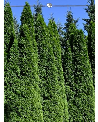 Lebensbaum Thuja Smaragd 200-225 cm. 5 Thuja Pflanzen. Sichtschutz Hecke