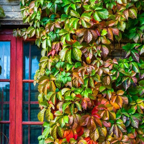 wilder wein kletterpflanze samen - Creeper Jungfernrebe Samen, steingartenpflanzen winterhart wilder Wein samen, pflanzen für draußen winterhart balkon pflanzen, exotische samen 100pcs