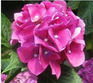 Burgunder: Gartengeranie, Pelargonie-Geraniensamen, Pelargonie-Blumen - 10 Samen