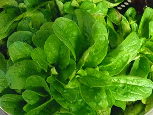 Corn Salad (Mache, Lamb's Lettuce) Seeds- 300+ Seeds 2021 Seeds by Ohio Heirloom Seeds