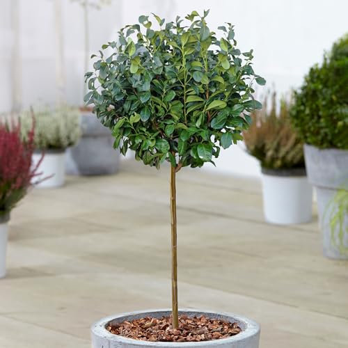 Albero di Lauroceraso Prunus Etna in Vaso per Giardini Ornamentali di Piccole Dimensioni