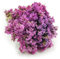 Geflügelter Strandflieder - Limonium sinuatum - Rosa