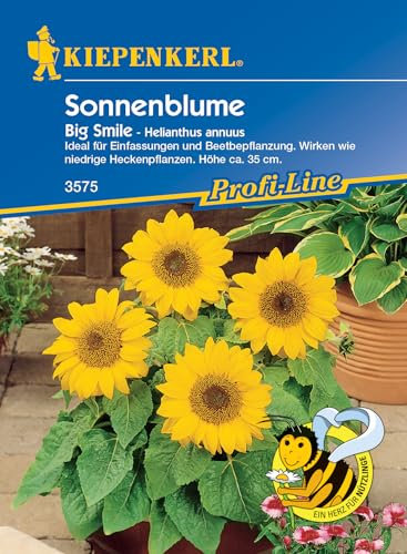 Kiepenkerl Profi-Line Sonnenblumensamen Big Smile 3575 - Ideal für Beetbepflanzung - Höhe ca. 35 cm - Inhalt für 20 Pflanzen - Saatgut, Pflanzen