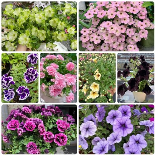 semillas de petunia perenne, sombra petunias colgantes ornamentales decoración de jardín, resistentes 400pcs