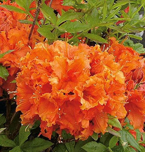 Hochstamm Azalee Gibraltar 60-80cm - Rhododendron luteum - Alpenrose - lebende Gartenpflanze aus den Baumschulen