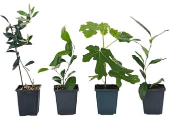 Plant in a Box - Mediterranen Obstbäumen - 4er Mischung - Olivenbaum, Zitronenbaum, Feigenbaum und Orangenbaum - Topf 9cm - Höhe 25-40cm