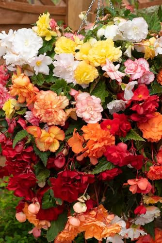 Flower - Begonia - Sun Dancer Mix - 50 Pelleted Seeds