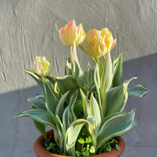Otoño tulipán - Conjunto de Bulbos de tulipán para Plantación en Temporada Fría, Floración Vibrante-15bulbos-B