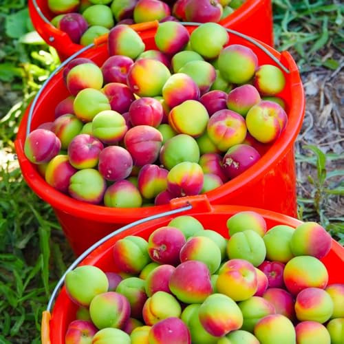 semillas de albaricoquero, resistentes balcón, jardín, exóticas 5pcs