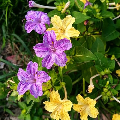 semillas de milagrosas trepadora de jardín silvestres balcón semillas silvestres, siembra otoño resistentes decoración sala 20pcs