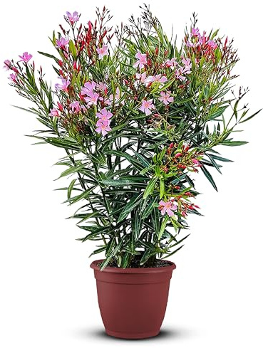 Tropictrees Nerium Oleander Pflanzen Winterhart mit Rosa Blüten, 120–140 cm Höhe, Winterharte Pflanzen für Garten, hitze- und trockenheitsresistenter Strauch